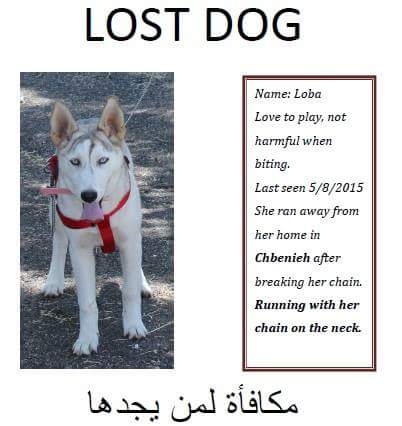 Lost & Found Dog in Lebanon: Female white husky