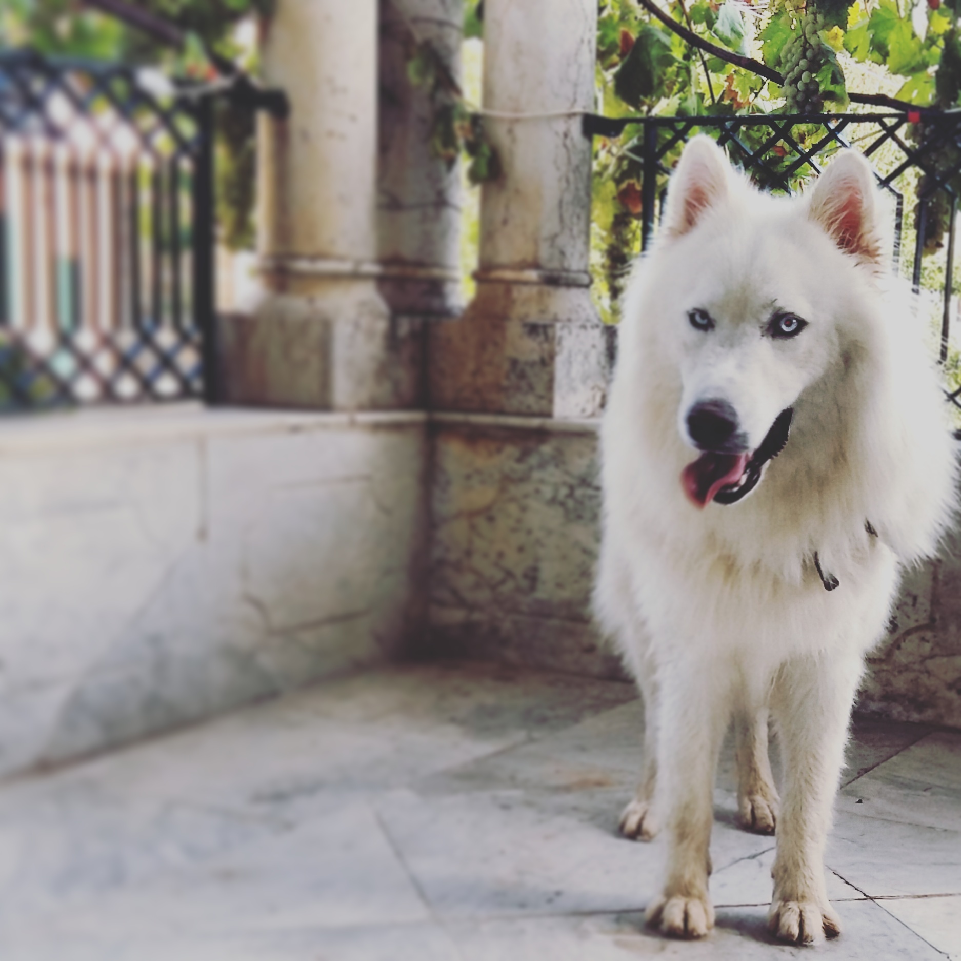 Lost & Found Dog in Lebanon: White Husky blue eyes lost!