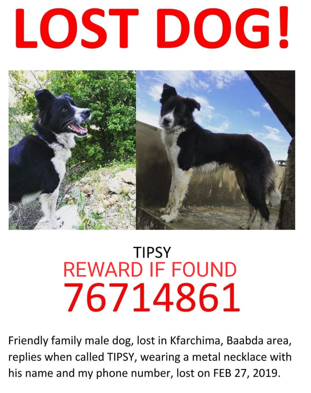 Lost & Found Dog in Lebanon: Tipsy