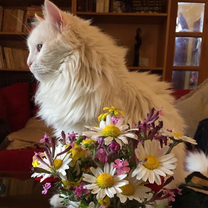 Lost & Found Cat in Lebanon: Please help me find Kiwi