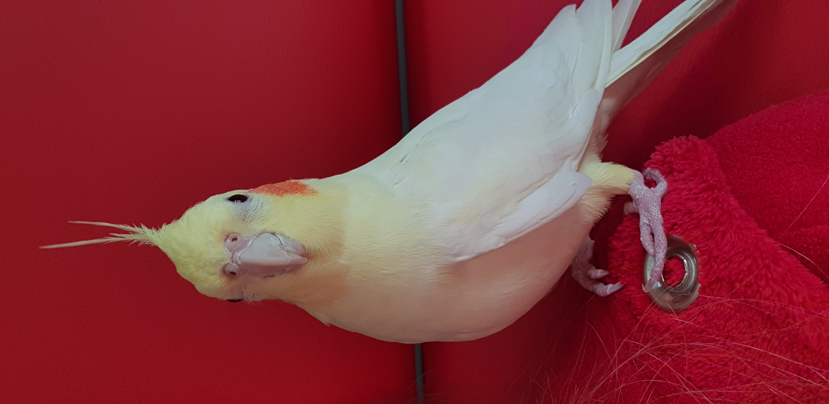 Lost & Found Bird in Lebanon: Help us Find our Cockatiel TIKI