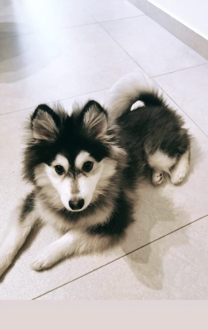 Dog in Lebanon: The cutest Pomsky ever