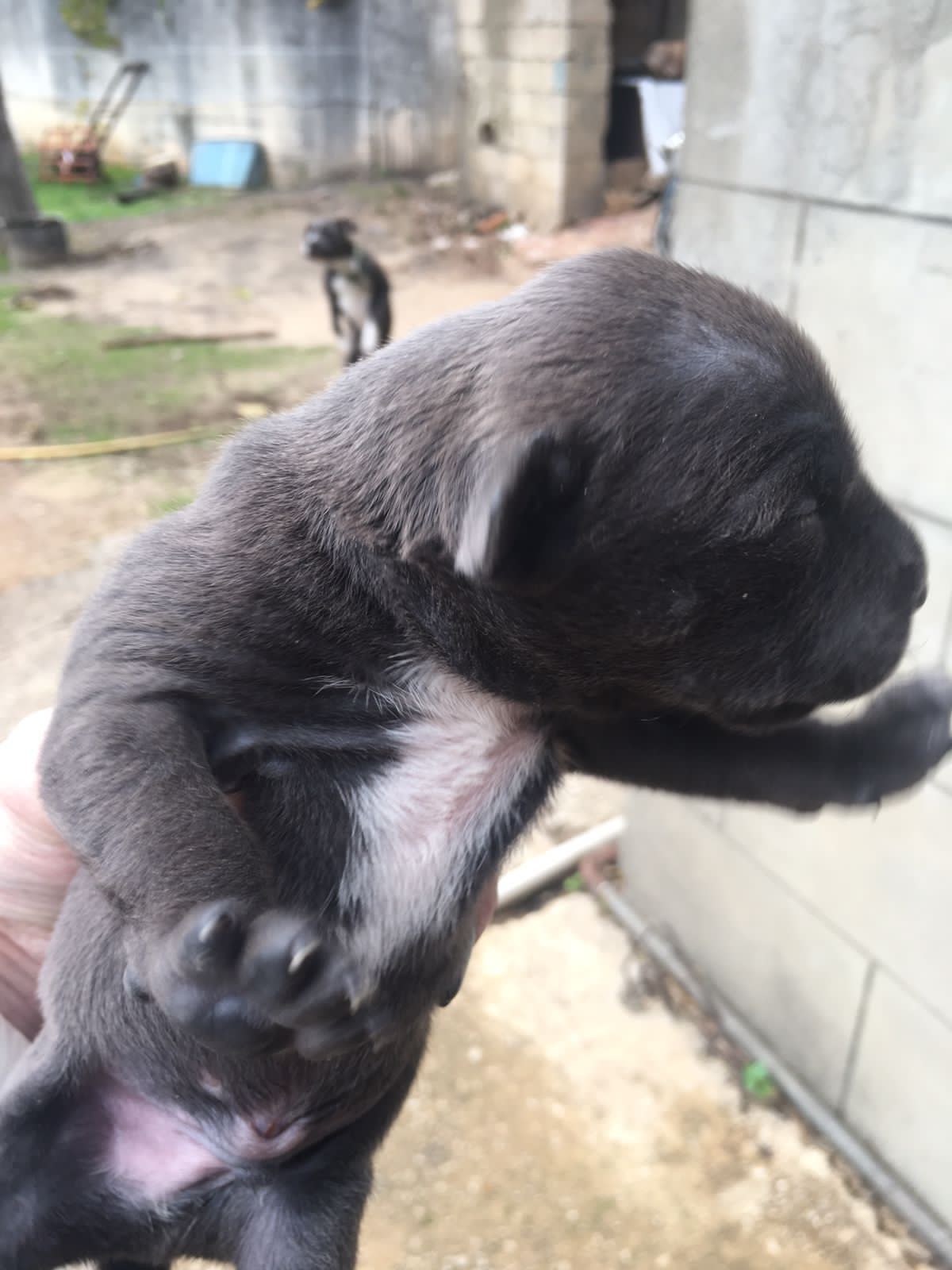 Dog in Lebanon: Blue nose pitbull puppies 
