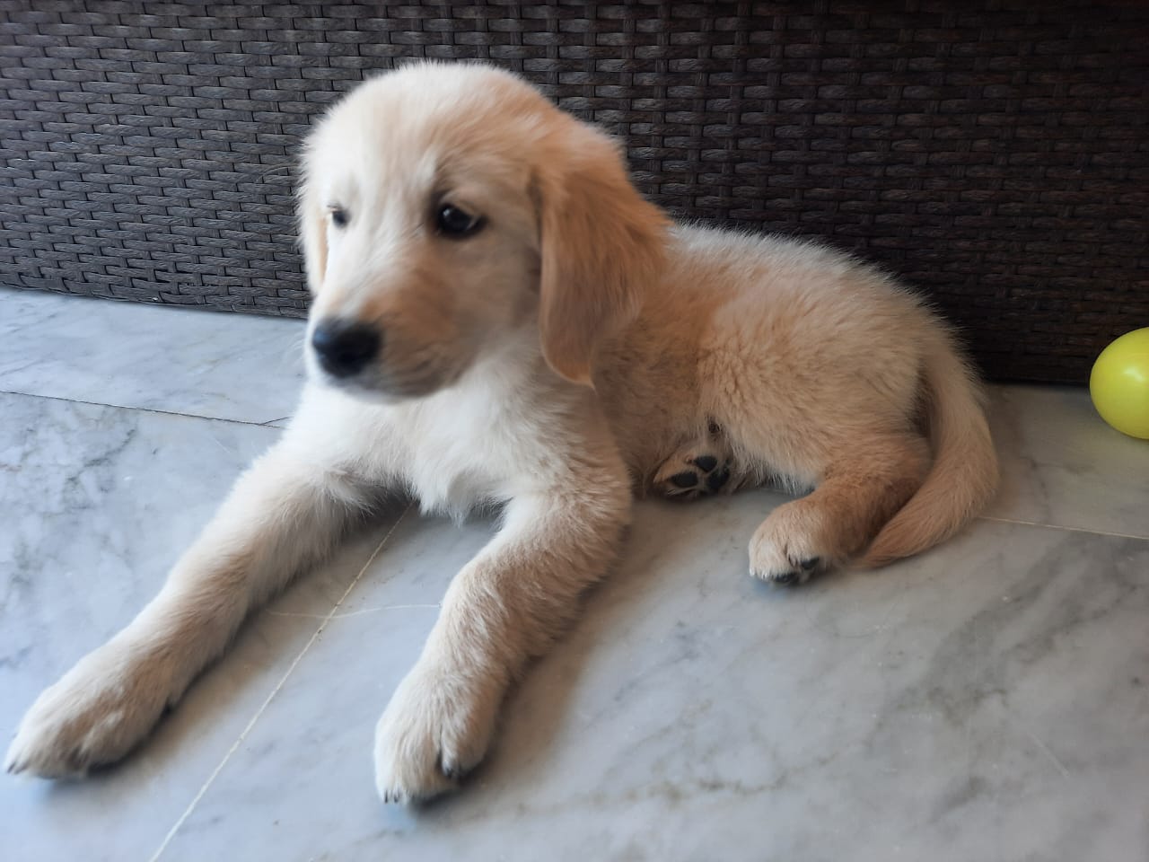 Dog in Lebanon: Golden retriever for sale