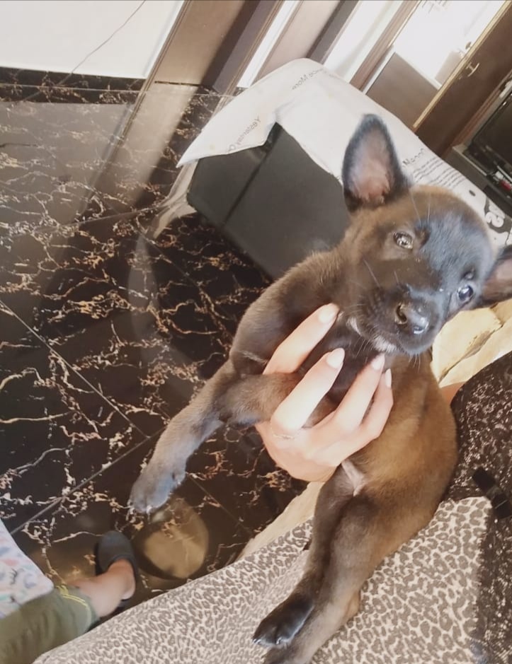 Dog in Lebanon: Malinois puppy for sale