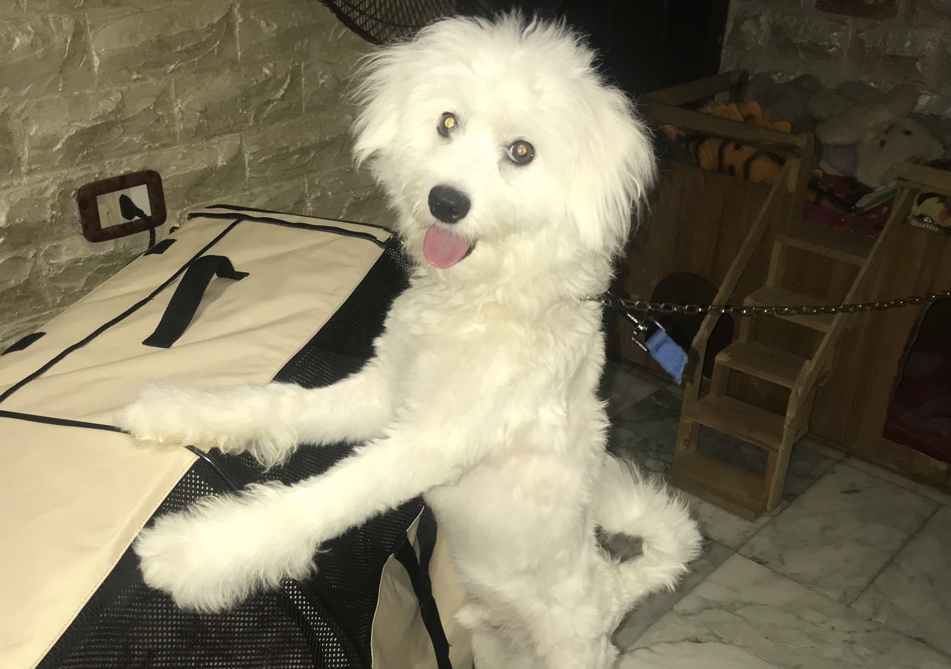 Dog in Lebanon: 10 month old French Bichon 
