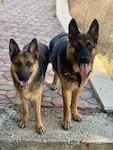 Dog in Lebanon: Beautiful and gentle German Shepherds