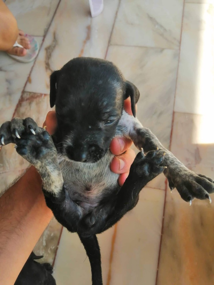 Dog in Lebanon: Beautiful pets pointer original 
