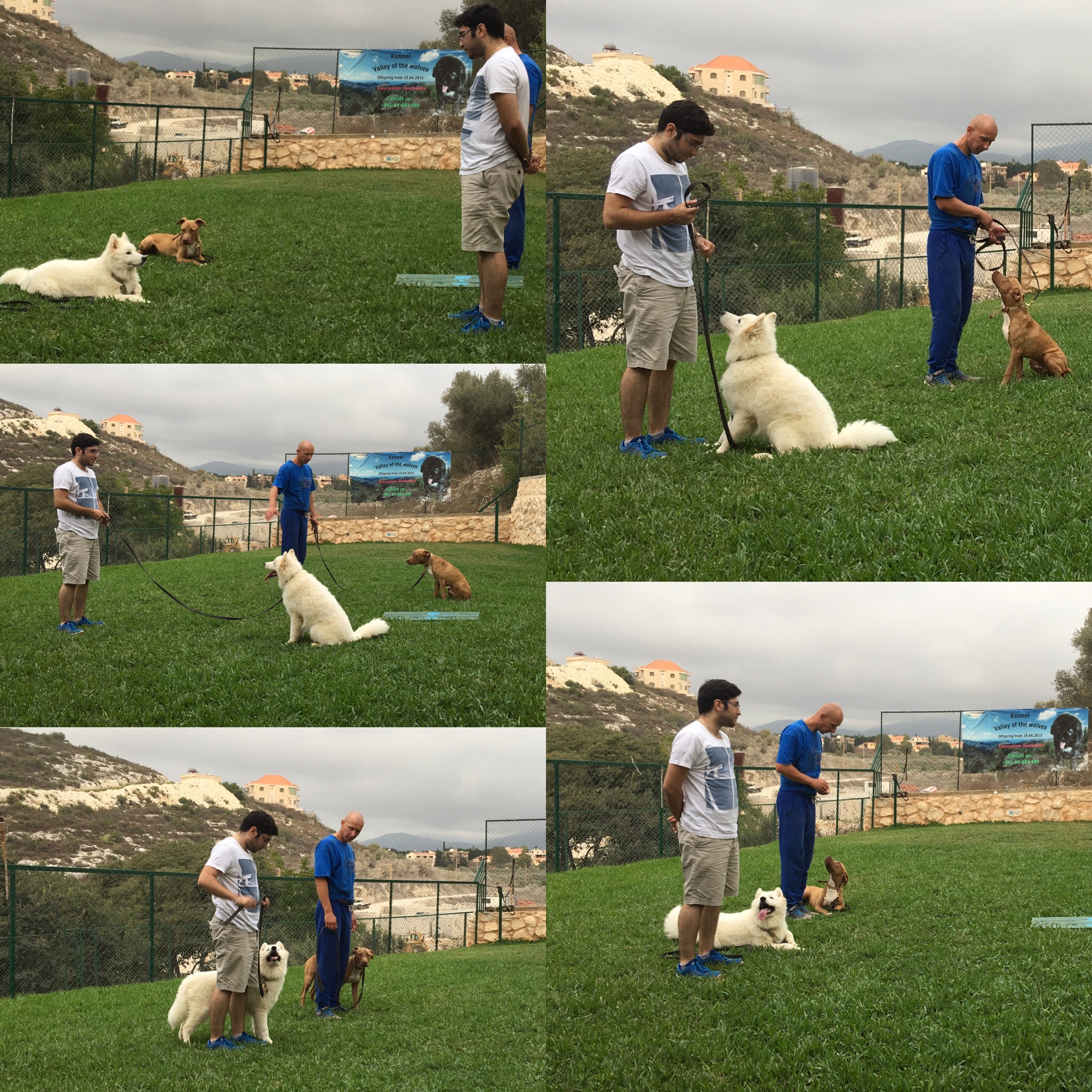 Pet Trainer in Lebanon: K9 Lebanon Club