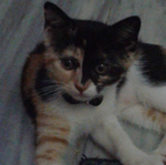 Pet related post in Lebanon: My new kitten..