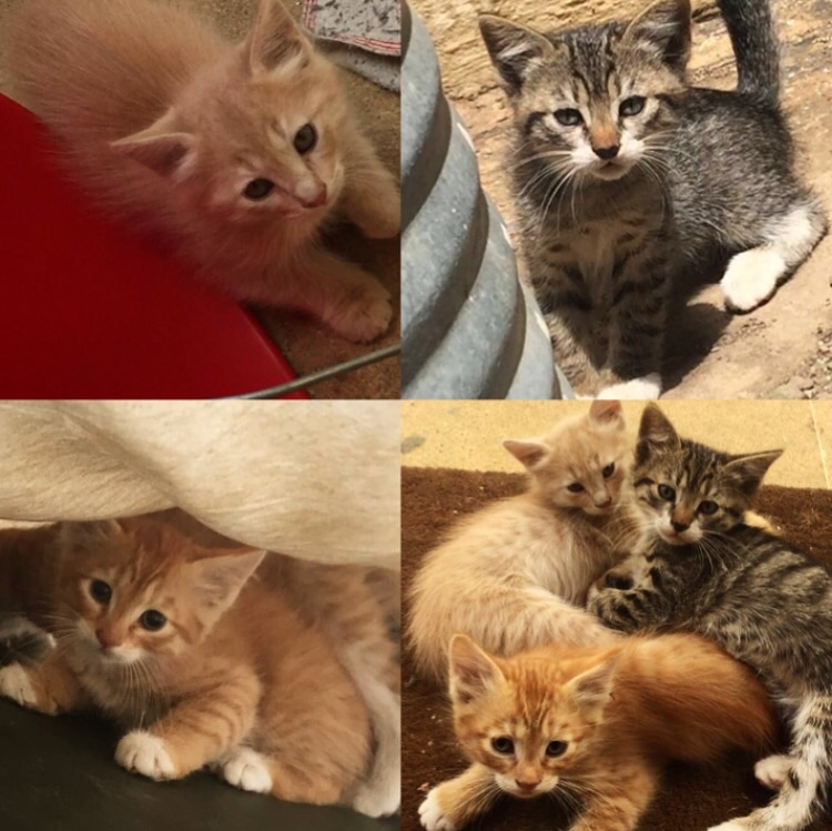 Pet related post in Lebanon: Kittens for adoption for free ..