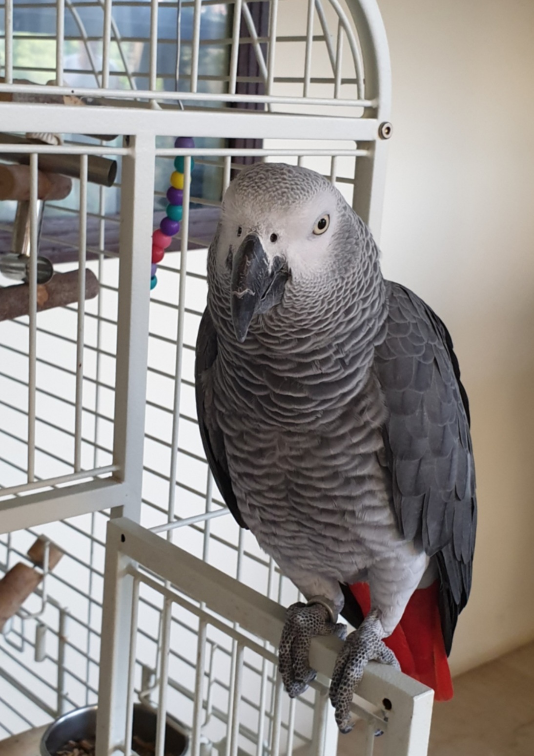 Pet related post in Lebanon: Lost grey parrot with a red tale in..