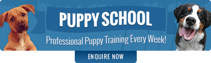 Take your dog to Pets&Vets Dog School